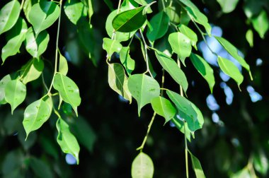 Ficus Benjamina  L or Moraceae, Golden Fig or Weeping Fig or Ficus Benjamina and sky background clipart