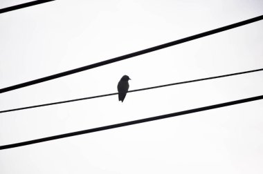 elektrik kablosu ve gökyüzü arka planında bir kuş veya beyaz arkaplan
