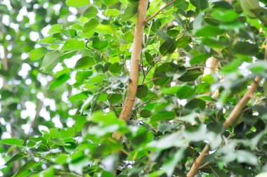 Ficus Hughina L ya da Moraceae, Altın İncir ya da Ağlayan İncir ya da Ficus