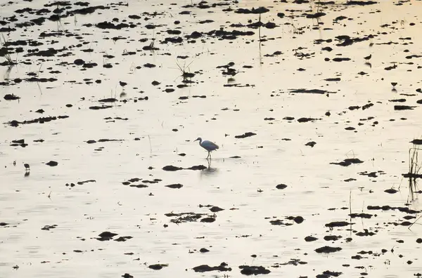 stock image Pacific Reef Egret or Egretta sacra bird , heron in the lake