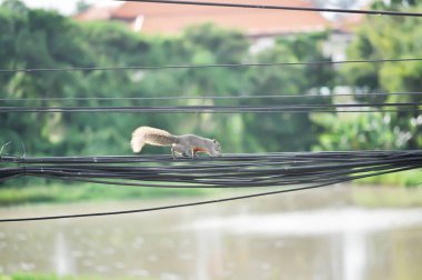 Tupaia glis Diard,Common Tree Shrew, ,Treeshrew on the cable or electric wire near the river clipart