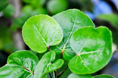 Polyscias fruticosa L Harms, Polyscias fruticosa veya Araliaceae ve yağmur damlası veya çiy damlası