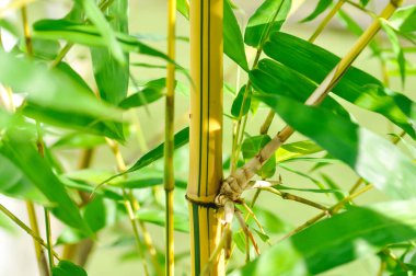 Bambu, GRAMINEAE veya POACEAE veya Bambusa arundinacea Willd veya Thorn Bamboo veya Dikenli Bambu veya Bambusa vulgaris schrad veya Feathery Bamboo veya Dendrocalamus strictus