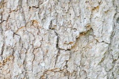 Ağaç kabuğu veya kabuğu, Alstonia bursu veya APOCYNACEAE veya Şeytan Ağacı veya Beyaz Cheesewood veya Şeytan Kabuğu veya Kara Tahta Ağacı veya gövde arka planı