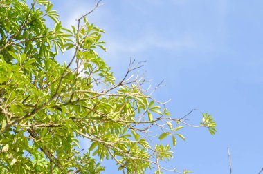 Dita, Şeytan Ağacı veya Alstonia Bursu ve gökyüzü geçmişi