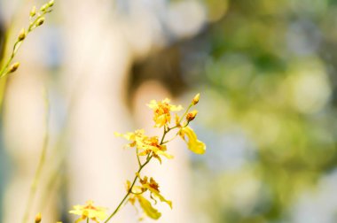 sarı oncidium orkidesi veya sarı orkide çiçeği, orkide çiçekleri