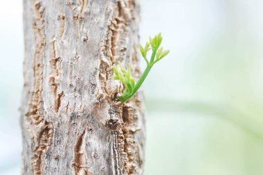 Mantar ağacı kabuğu, Hint mantar ağacı veya Millingtonia hortensis Linn veya BIGNONIACEAE veya küçük mantar ağacı veya gövdesi ve yeni doğmuş yaprak