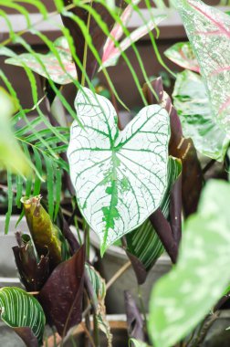 melek kanadı kaladyumu veya candidum, Caladium bicolor veya Araceae veya bicolor bitkisi