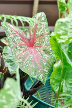 Caladium, Caladium Bicolor Vent ya da Caladium bicolor ya da bicolor fabrikası