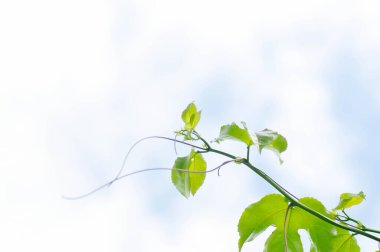 Tutku meyvesi, Passiflora edulis veya Passionfruit veya Maracuja ve gökyüzü geçmişi