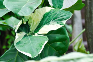 Bahçede Albomarginata, Araceae veya Schott veya Xanthosoma sagittifolium veya XANTHOSOMA veya Mickey Mouse Bitkisi