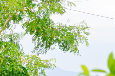 Adenanthera pavonina L, Leguminosae Mimosoideae veya Red sandalwood tree veya Coralwood tree veya Sandalwood tree veya Boncuk tree and sky background