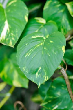 Şeytanlar Ivy, Golden Pothos veya Hunters Robe veya Epipremnum aureum veya Araceae bitkisi