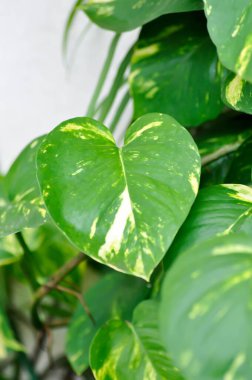 Şeytanlar Ivy, Golden Pothos veya Hunters Robe veya Epipremnum aureum veya Araceae bitkisi