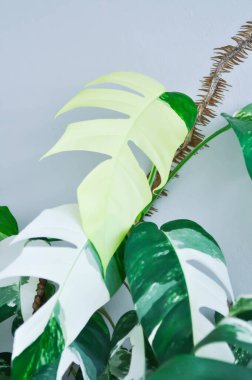 Epipremnum, Epipremnum Pinnatum Variegata veya Epipremnum pinnatum beyaz duvarda veya beyaz arkaplanda çeşitlendirilmiş albo