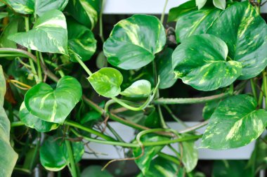 Şeytanlar Ivy, Golden Pothos veya Hunters Robe veya Epipremnum aureum veya Araceae bitkisi