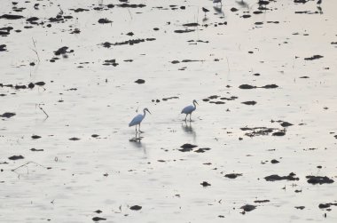 Pacific Reef Egret or Egretta sacra bird , heron in the lake clipart