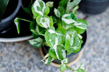 Epipremnum aureum, Linden ve Andre veya Epipremnum bitkisi veya iki renkli bitki