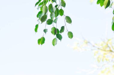 Ficus Hughina L ya da Moraceae, Altın İncir ya da Ağlayan İncir ya da Ficus