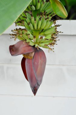 muz ya da muz ağacı, muz ağacı ya da muz çiçeği ya da ağaçta muz tohumu