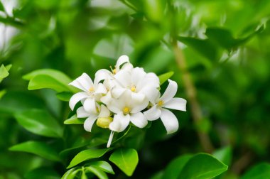 Andaman Satinwood, Çin Kutu Ağacı veya Çin Kutu Ağacı veya Orange Jessamine veya rutaceae veya Murraya paniklemiş ve ağaçta beyaz çiçekler