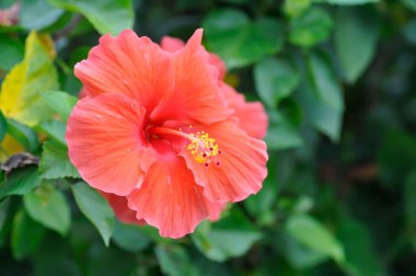 Çin gülü veya Hibiscus veya Hibiscus rosa sinensis veya Hibisceae veya Malvaceae, kırmızı amber çiçeği veya kırmızı çiçekler