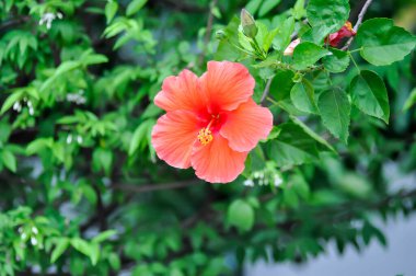 Chinese rose or Hibiscus or Hibiscus rosa sinensis or Hibisceae or Malvaceae , red hibiscus flower or red flowers clipart