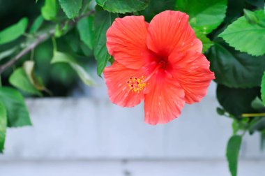 Çin gülü veya Hibiscus veya Hibiscus rosa sinensis veya Hibisceae veya Malvaceae, kırmızı amber çiçeği veya kırmızı çiçekler