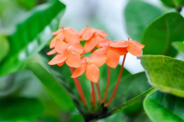 Ixora chinensis Lamk, Ixora spp veya Zephyranthes veya Batı Hint Jasmine ve portakal çiçeği bitkinin üzerinde