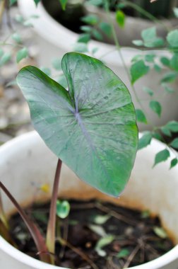 Colocasia esculenta Hawai punçı veya Hawai punç bitkisi veya Colocasia esculenta veya Araceae veya çiçek saksısında alocasia veya kolonya