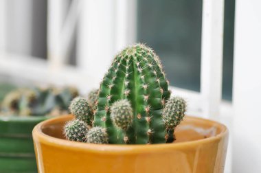 Ekinopsis calochlora, Goloden Echinopsis calochlora ya da kaktüs ya da çiçek saksısında sulu