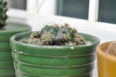 Gymnocalycium damsii v tucavocense, gymnocalycium damsii sssp or cactus or succulent