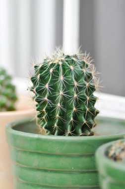 Echinopsis calochlora, Goloden Echinopsis calochlora or cactus or succulent in the flowerpot clipart