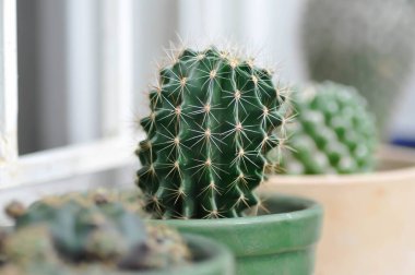 Ekinopsis calochlora, Goloden Echinopsis calochlora ya da kaktüs ya da çiçek saksısında sulu