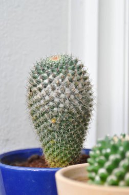 Mammillaria carmenae, Mammillaria veya kaktüs veya saksıda sulu.