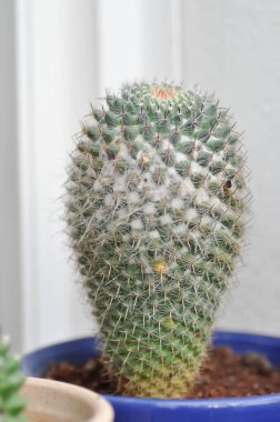 Mammillaria carmenae, Mammillaria veya kaktüs veya saksıda sulu.