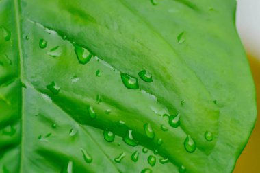 Alocasia, Alocasia makrhizos veya Alocasia bitkisi veya çiy damlası veya yağmur damlası