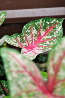 Caladium, Caladium Bicolor Vent ya da Caladium bicolor ya da bicolor fabrikası