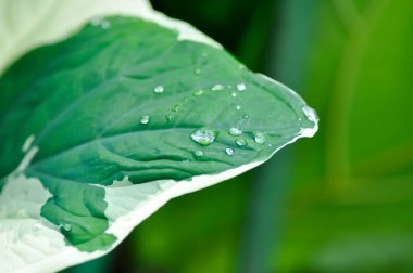 Albomarginata, Araceae or Schott or Xanthosoma sagittifolium or XANTHOSOMA or Mickey Mouse Plant and rain drop or dew drop clipart