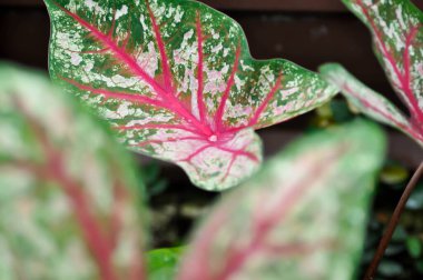 Caladium, Caladium Bicolor Vent ya da Caladium bicolor ya da bicolor fabrikası