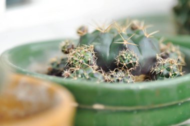 Gymnocalycium damsii v tucavocense, gymnocalycium damsii sssp or cactus or succulent