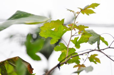 Akçaağaç yaprağı, akçaağaç yaprağı ya da yeşil yaprak ya da Acer sakarum bataklığı ve gökyüzü arkaplanı