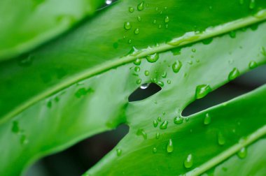 Canavar, Kasırga Bitkisi veya İsviçre Peynir Bitkisi ve Yağmur Damlası