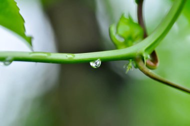 Tutku meyvesi, Passiflora edulis veya Passionfruit veya Maracuja veya bitki ve yağmur damlası veya çiy damlası kökü