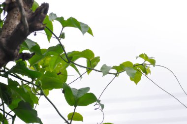 Tutku meyvesi, Passiflora edulis veya Passionfruit veya Maracuja veya bitki ve yağmur damlası yaprağı veya çiğ damlası ve gökyüzü arka planı veya beyaz arkaplan