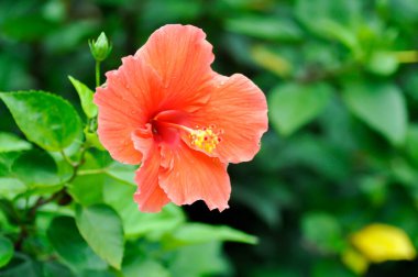 Çin gülü veya Hibiscus veya Hibiscus rosa sinensis veya Hibisceae veya Malvaceae, kırmızı amber çiçeği ve yağmur damlası veya çiy damlası