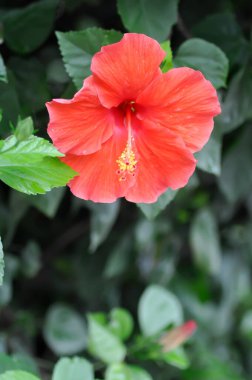 Çin gülü veya Hibiscus veya Hibiscus rosa sinensis veya Hibisceae veya Malvaceae, kırmızı amber çiçeği ve yağmur damlası veya çiy damlası