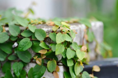 İncir ağacına tırmanmak ya da evdeki çitlere tırmanmak.