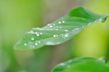 Şeker elması, Sweetsop, Annona squamosa L veya ANNONACEAE yağmur damlası veya çiy damlası ile bitki