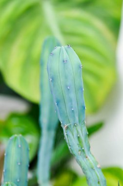 Myrtillocactus geometrizans veya kaktüs, Peri masalı kalesi veya Cereus Peruvianus veya sulu